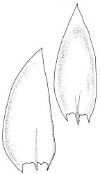 Plagiothecium lamprostachys, leaves. Drawn from B.H. Macmillan 792/18, CHR 413842.
 Image: R.C. Wagstaff © Landcare Research 2018 